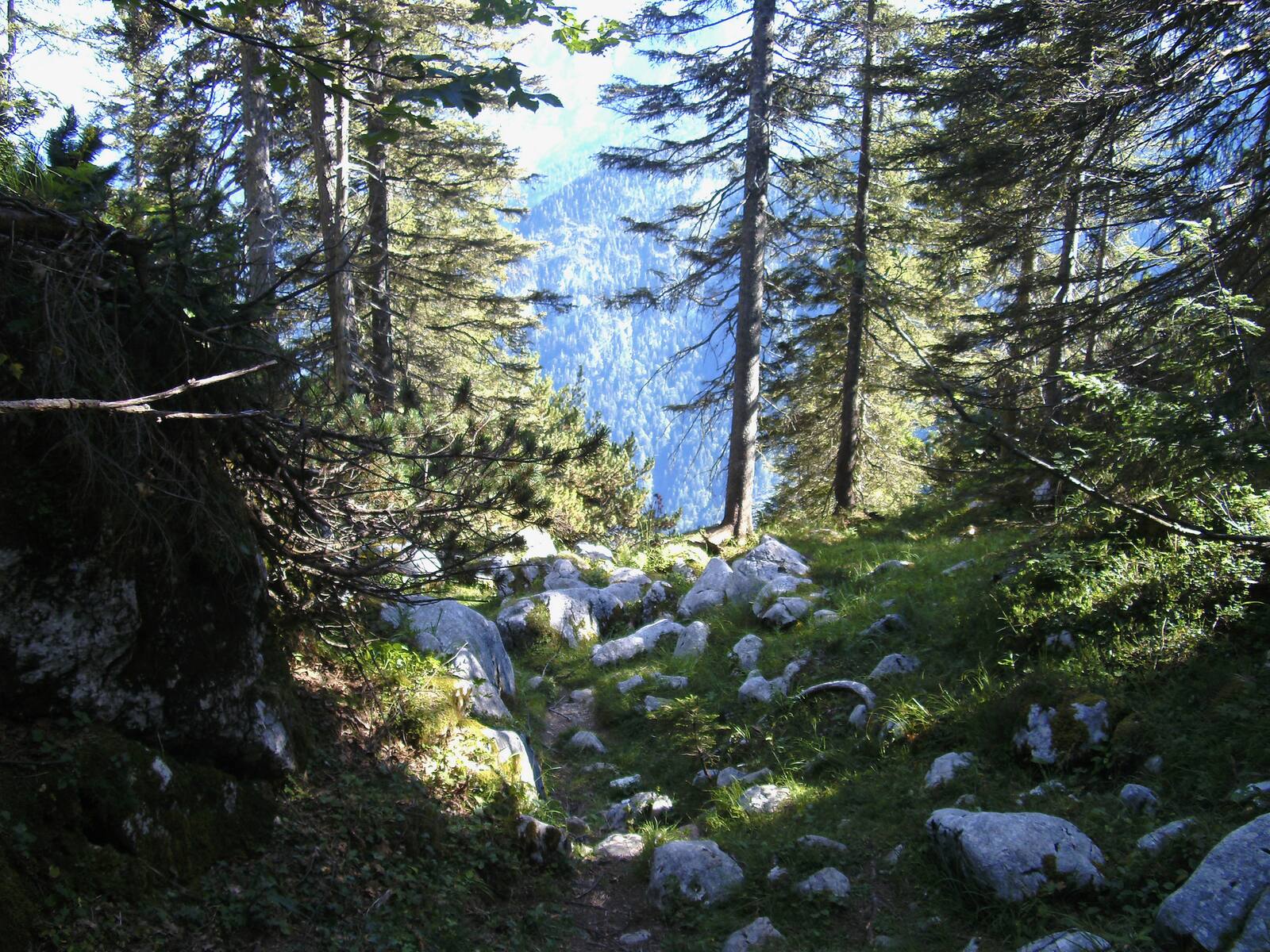 Bergwald mit Felsen und Fichten, dahinter Berggipfel im Morgenlicht – auf der Alm in 1.800 Metern Höhe