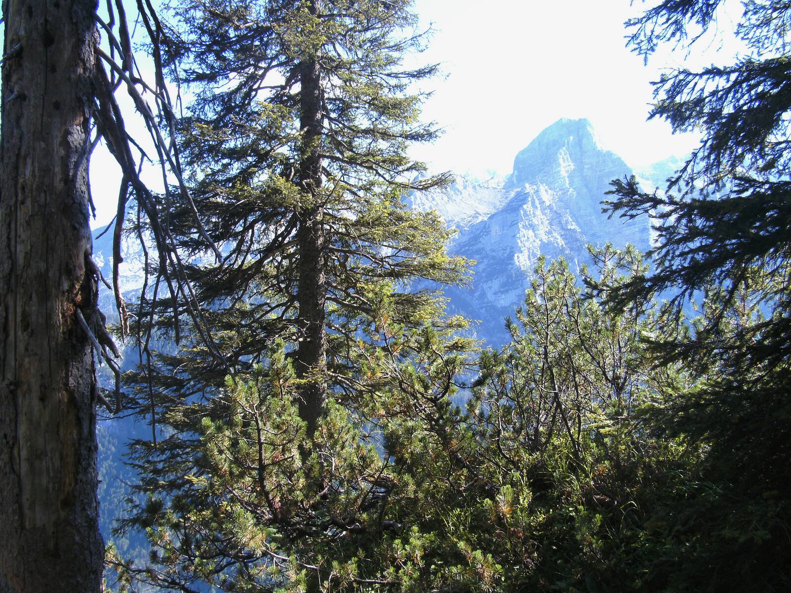 Blick durch Fichtenzweige auf einen sonnigen Berggipfel