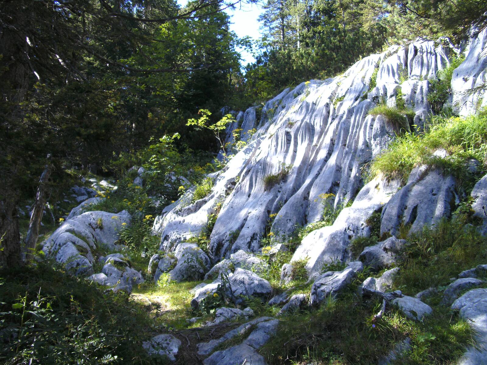 Heller, vom Wasser geformter Kalkfels zwischen Bergkiefern und Gras