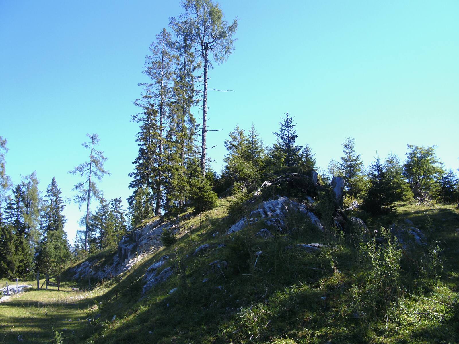 Almwiese mit Fichten und Felsen unter strahlend blauem Himmel